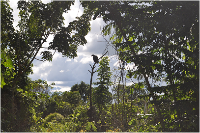 Deep in the amazon, within the jungle a view of the canopy of the trees.