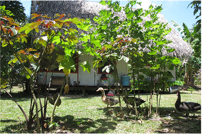 Ducks, living in my garden in the amazon