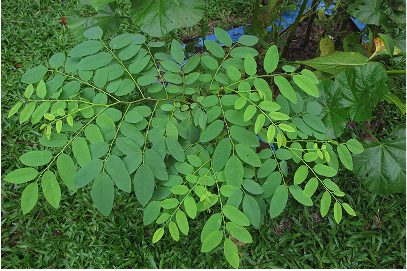 Master Kinshon, the master plant living in my garden in the amazon. This was my first major connection to the amazon, it was gentle and a powerful spirit of the divine feminine.
