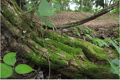 The mother plant, Ayahuasca.