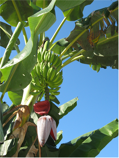 The banana tree, with a flower in bloom and producing a young banana stem. I had 10 of these in my backyard.