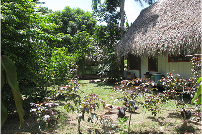 The Pion Negro plant, used for a wand of plant medicine , called a 'basto'. We also used the leaves to make medicinal baths before and after ceremony to cleanse the auric fields.