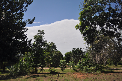 My backyard, the Amazon.