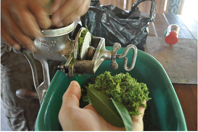 Preparing a plant bath with the master plant, Chaikonirao.